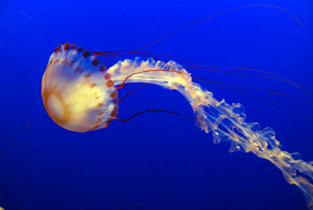istock jellyfish in aquarium 1220648649