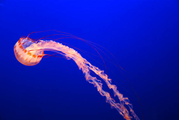 istock jellyfish in aquarium 1220649504