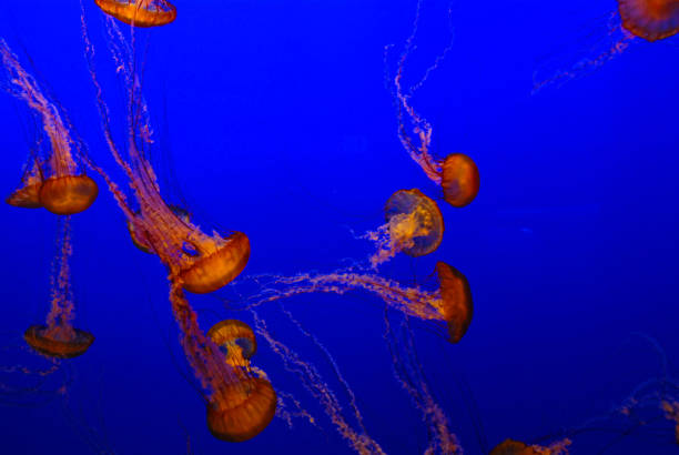 beautiful jellyfish floating in deep blue water