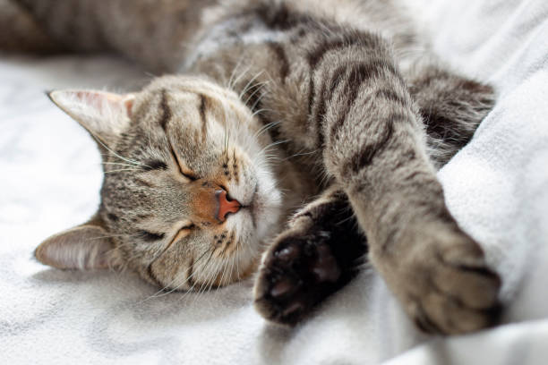 istock young lovely fluffy cat sleeps 1220651053