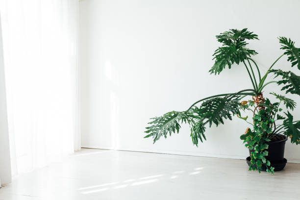 kuvapankkikuvat ja rojaltivapaat kuvat aiheesta suuri vihreä koristekasvi valkoisen toimiston sisätiloissa - giant dracaena