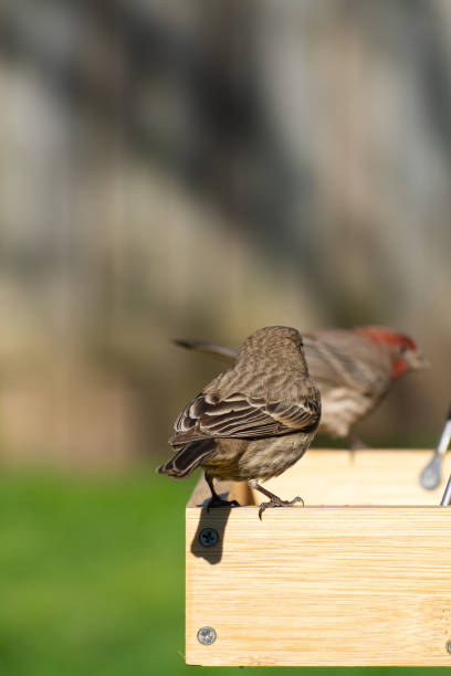 istock House Finch 1220653366