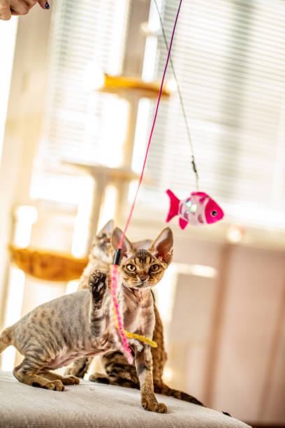 istock Devon Rex Kittens Playing With a Cat's Toy - Stock Photo 1220654161