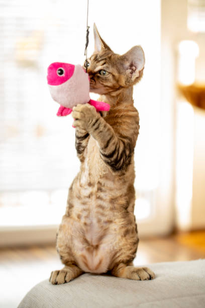 istock Devon Rex Kitten Catching Hanging Stuffed Toy For Pets - Stock Photo 1220654172