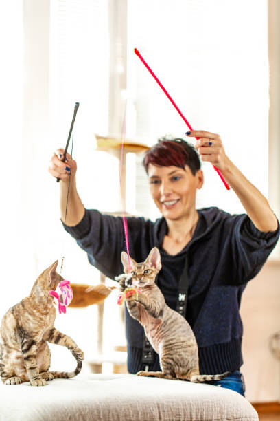 istock Smiling Female Pet Owner Playing With Her Devon Rex Kittens Using Cat's Toy 1220654173