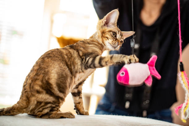 gatinho brincalhão pegando um brinquedo de estimação de peixe pendurado - stock photo - pet toy - fotografias e filmes do acervo