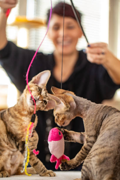 istock Playful Devon Rex Kittens Catching and Biting Hanging Pet Toy 1220654183