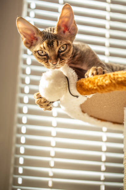 istock Devon Rex Kitten Catching Cat's Toy and Looking at Camera - Stock Photo 1220654186
