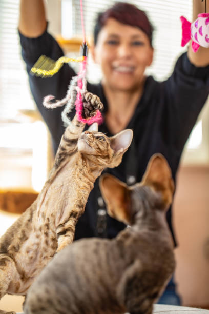 istock Smiling Pet Owner Holding Hanging Cat's Toy For Her Devon Rex Cats To Play 1220654187