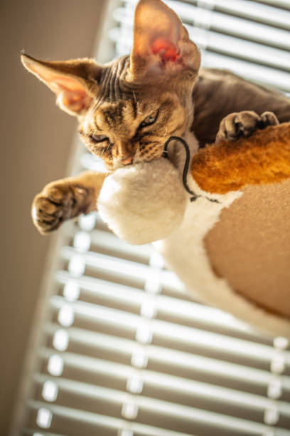 istock Low Angle View on Devon Rex Kitten Catching Cat's Toy  - Stock Photo 1220654190