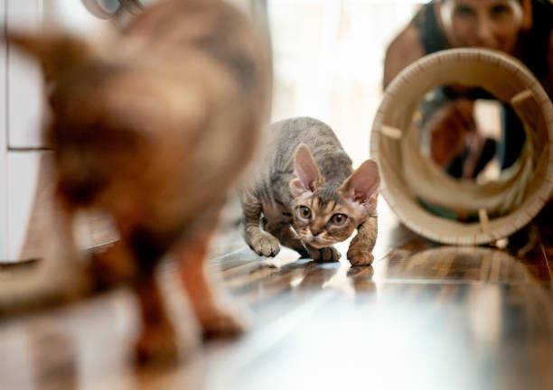 istock Playful Devon Rex Kittens Exploring in Domestic Room - Stock Photo 1220654194