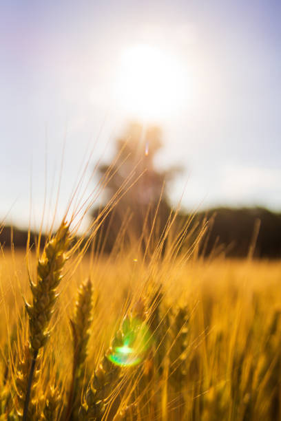 Close up of Wheat in a Field