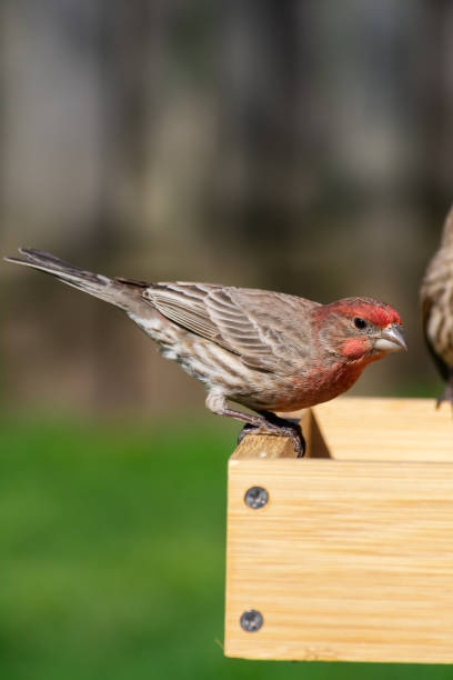House Finch