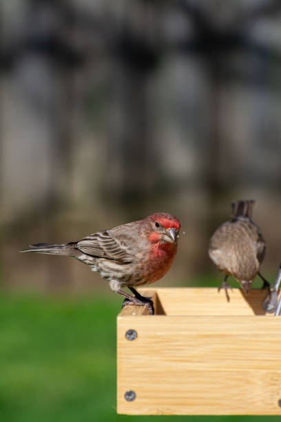 istock House Finch 1220654969