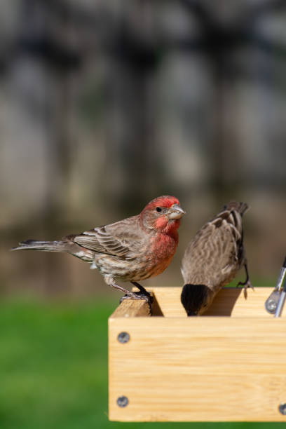 istock House Finch 1220655004