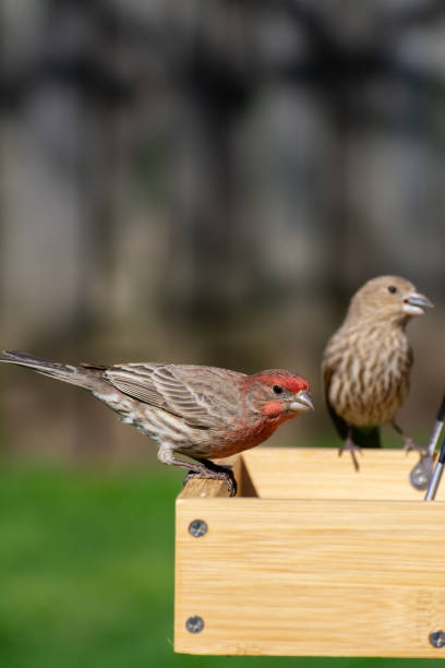 istock House Finch 1220655036