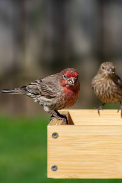 istock House Finch 1220655134