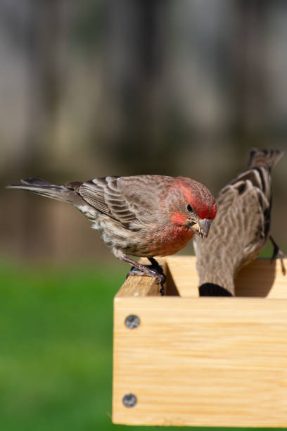 istock House Finch 1220655198