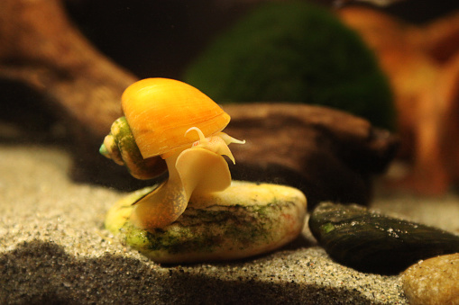 Freshwater snail esmplare with yellow shell of the genus Ampullaria, in aquarium