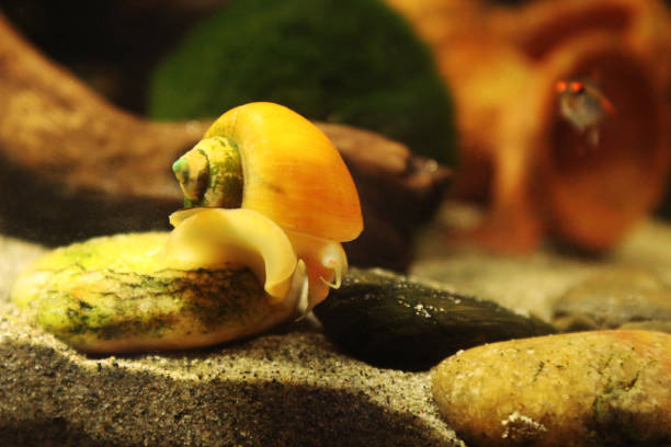 istock Freshwater Snail - Ampullaria 1220656575