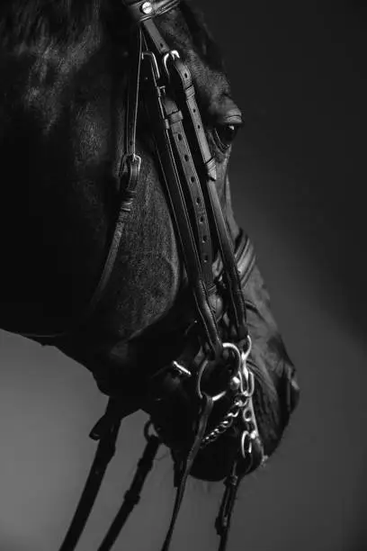 Jockey saddle up the thoroughbred horse for dressage or equestrian race. Horse face with reins close-up. Noble aesthetics, dress code, professional equipment, competition and excitement concept
