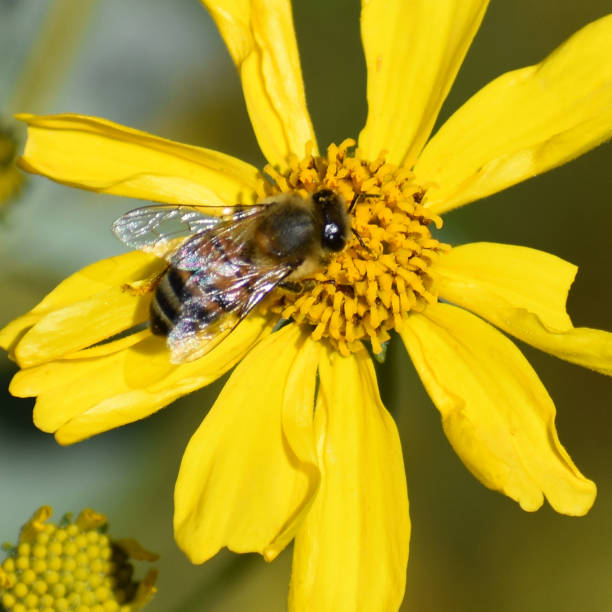 istock Small be with clear wings in flower 1220657453