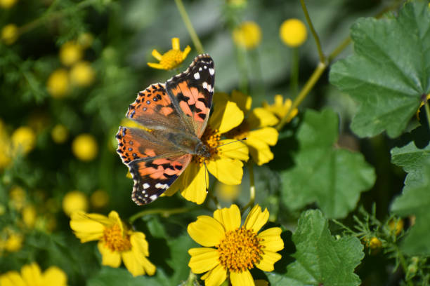 istock Orange black butterfly on yellow flower 1220657680