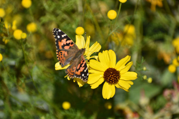 istock Orange black butterfly on flowers 1220657692