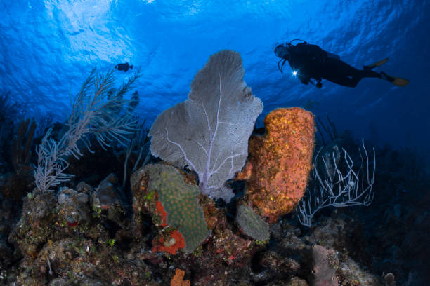 istock Coral reef gardens and diver 1220659619