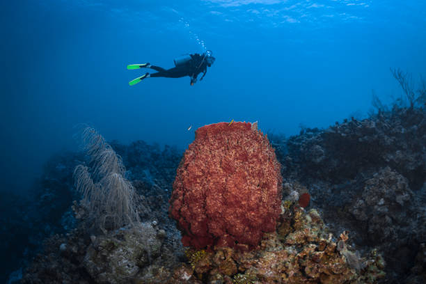 istock Giant barrel sponge and female diver 1220659633