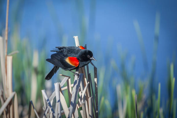 A loud, assertive male red-winged blackbird gripping tightly onto a tall marsh wetlands cattail stalk is chirping insistently and repeatedly with his wide open beak with the very distinctive bird call of this species. Tail feathers are fully fanned out help the bird balance on this shaky perch which shifts constantly in gusty breezes. Early spring morning at the Montezuma National Wildlife Refuge in the Finger Lakes Region of western New York State.