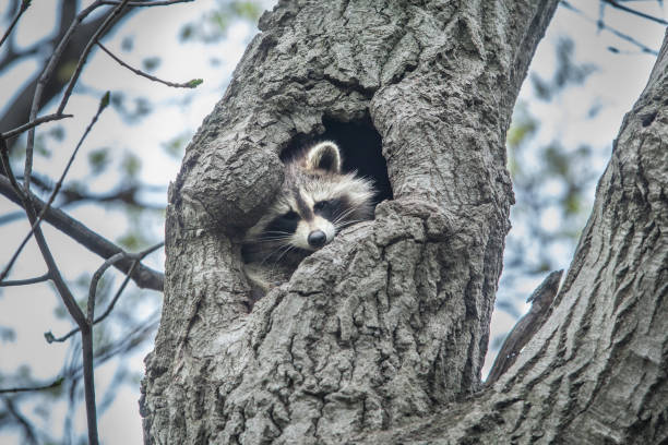 istock Raccoon in nest. 1220660789