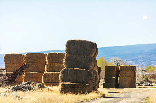 Hay Stacks for Ranch Livestock Series Hereford and Angus Beef Cattle in Western USA Feedlot During Economic Downturn (Shot with Canon 5DS 50.6mp photos professionally retouched - Lightroom / Photoshop - original size 5792 x 8688 downsampled as needed for clarity and select focus used for dramatic effect)