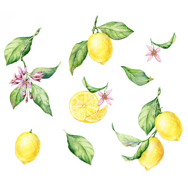 illustrations, cliparts, dessins animés et icônes de ensemble de l’illustration botanique d’aquarelle dessinée à la main des citrons jaunes frais. vecteur - lemon