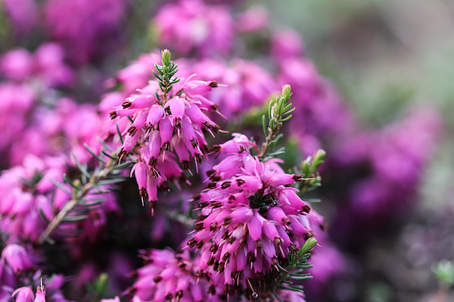 Pink Erica carnea flowers (winter Heath) in the garden after rain in early spring. Floral background, botanical concept