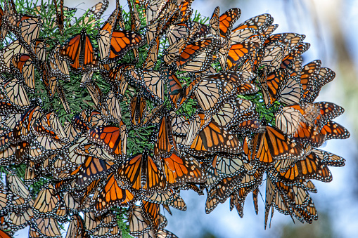 Monarch butterflies (Danaus plexippus) resting on a tree branch near their winter nesting area.

Taken in Santa Cruz, California, USA
