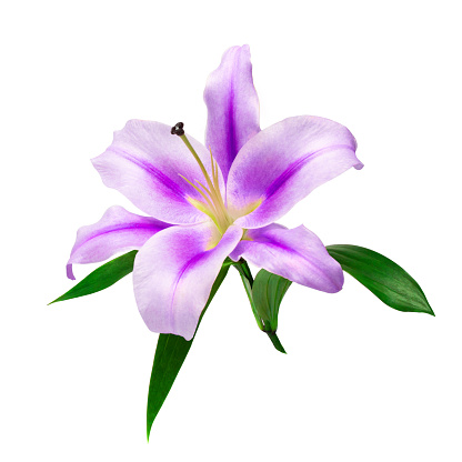 Beautiful branch of purple lily closeup isolate on a white background with green leaves. For greeting cards and decoration.