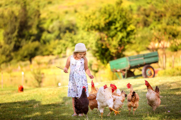 農場の牧草地を歩く帽子と服のコリムト鶏の小さな女の子。有機繁殖。選択的フォーカス - poultry chicken baby chicken small ストックフォトと画像