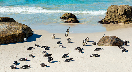 Rock boulders and African or Jackass Penguins (Spheniscus Demersus) on Boulder Beach near Cape town, South Africa.