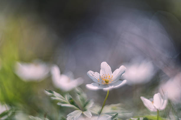 istock white flower wood Anemone vintage lens rendering 1220669378