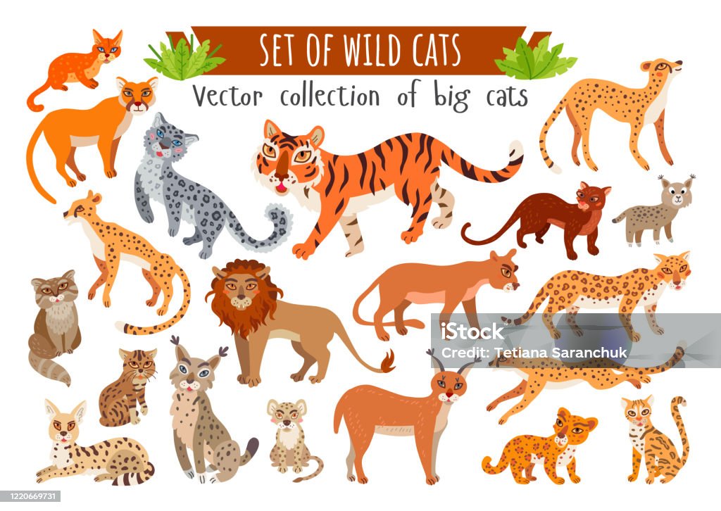 Set Of Wild Cats Vector Cartoon Exotic Animals Stock Illustration -  Download Image Now - Lynx, Cheetah, Animal - iStock