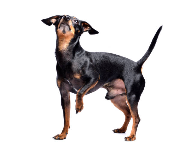 Prague ratter, miniature pinscher - czech dog isolated on white background. Begging dog. Studio shot. Prague ratter, miniature pinscher - czech dog isolated on white background. Begging dog. Studio shot. pražský krysařík stock pictures, royalty-free photos & images
