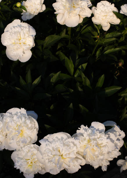 istock Blooming white peony flowers in the garden. 1220669908