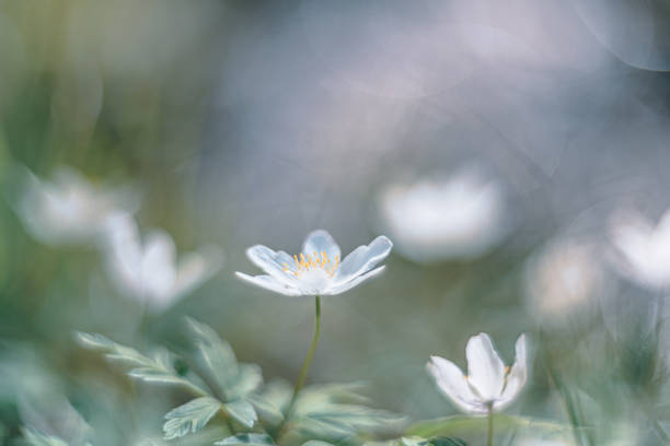 istock white flower wood Anemone vintage lens rendering 1220671274