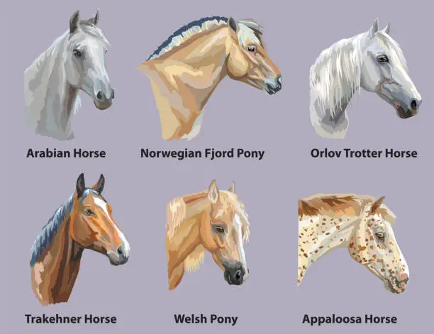 Vector illustration of Set of portraits of horses breeds
