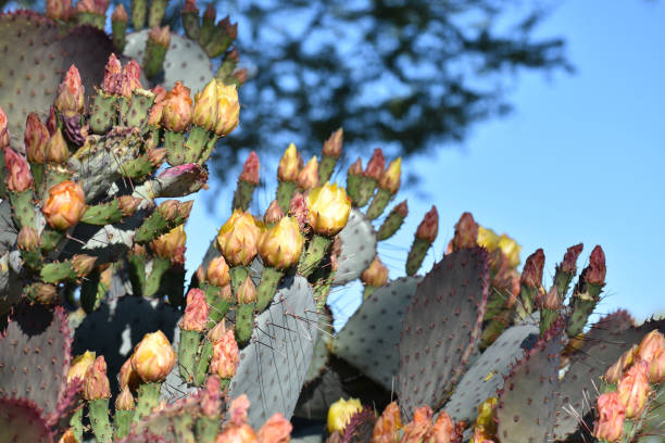 istock Pink and yellow flowers in cactus 1220673073