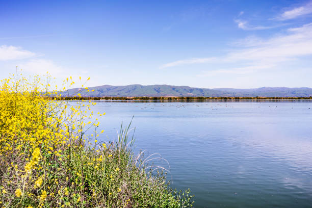 Spring landscape in the wetlands of South San Francisco Bay Area, with wild mustard flowers blooming on the shoreline, and waterfowl swimming on the calm waters of a pond; Sunnyvale, California Spring landscape in the wetlands of South San Francisco Bay Area, with wild mustard flowers blooming on the shoreline, and waterfowl swimming on the calm waters of a pond; Sunnyvale, California san francisco bay stock pictures, royalty-free photos & images