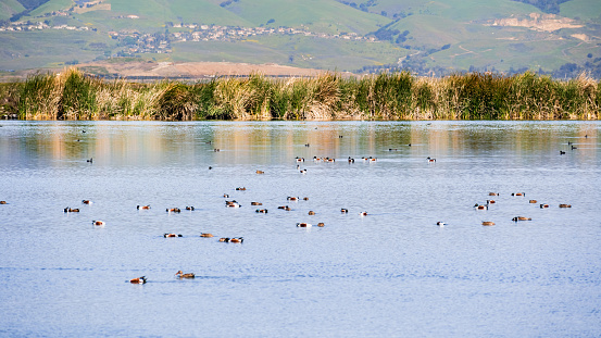 Northern Shoveler and other waterfowl swimming on the calm waters of a pond in South San Francisco Bay Area; Sunnyvale, California