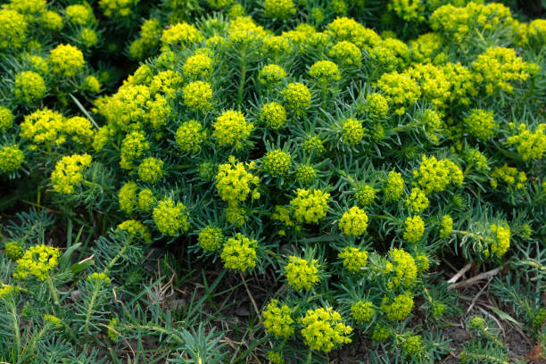 euphorbia cyparissias cespuglio da vicino. pianta fiorita per la progettazione di aiuole. - euphorbiaceae foto e immagini stock