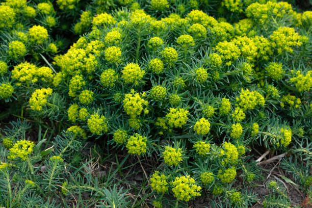 유포르비아 사이파리시아스 부시 클로즈업. 꽃 침대의 디자인을위한 꽃 식물. - euphorbiaceae 뉴스 사진 이미지